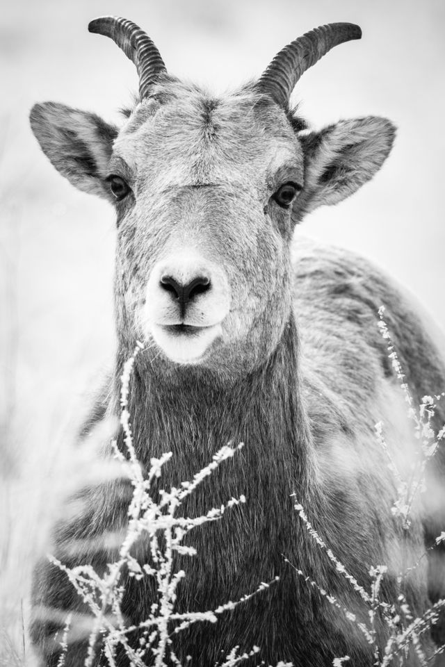 A bighorn ewe standing in hoarfrost-covered brush, looking towards the camera.