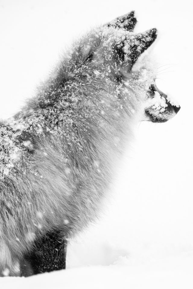 A red fox, sitting in the snow during a snowstorm, looking away from the camera. Its fur is covered in snow.