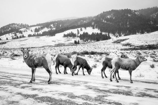 A herd of bighorn sheep standing on a snow-covered dirt road at the National Elk Refuge, during snowfall. The one on the left is looking towards the camera. In the background, a forest-covered hill.