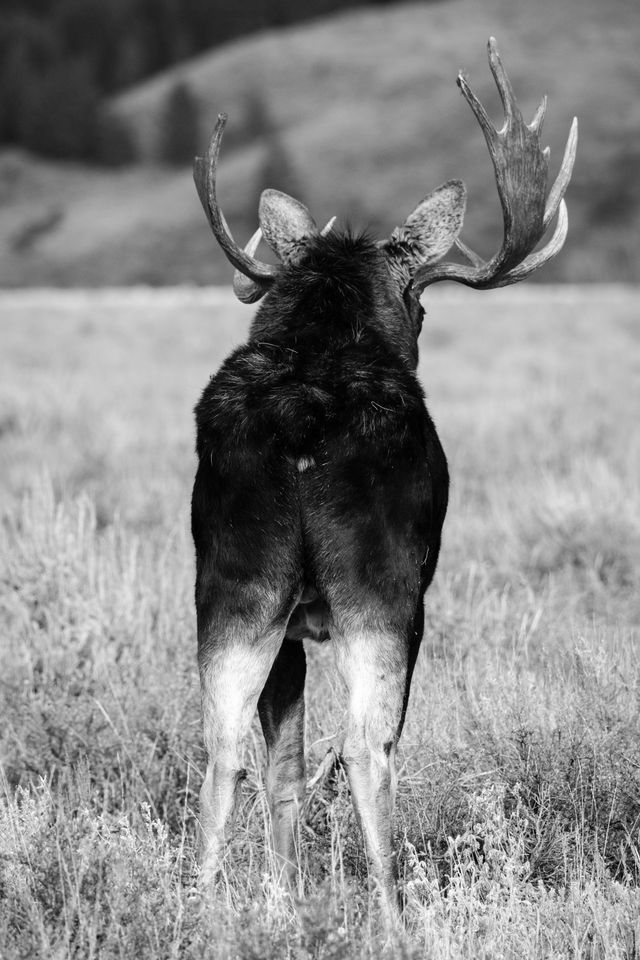 A bull moose's butt, facing the camera.