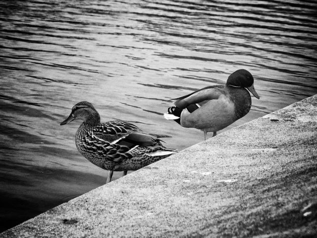 Ducks at the Capitol Reflecting Pool.