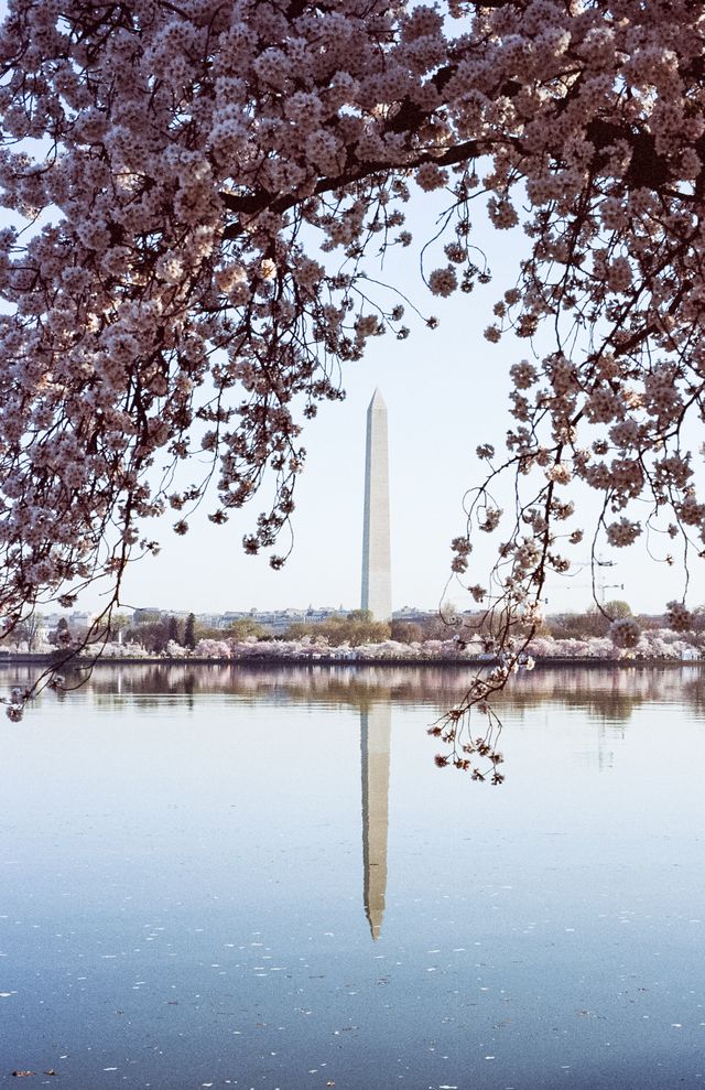 The Washington Monument, framed by cherry blossoms.