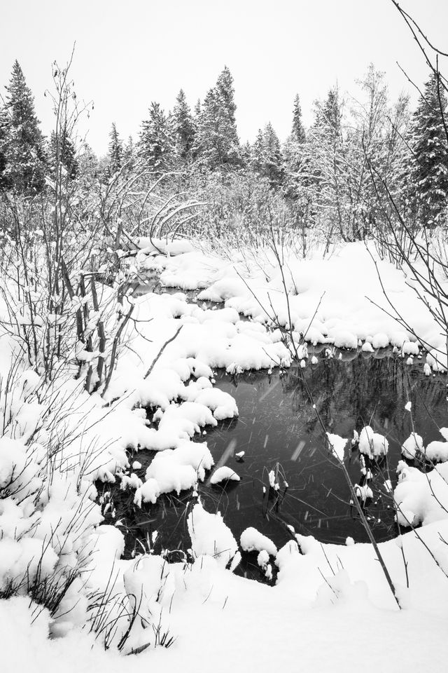 A pond in a forest, surrounded by snow.