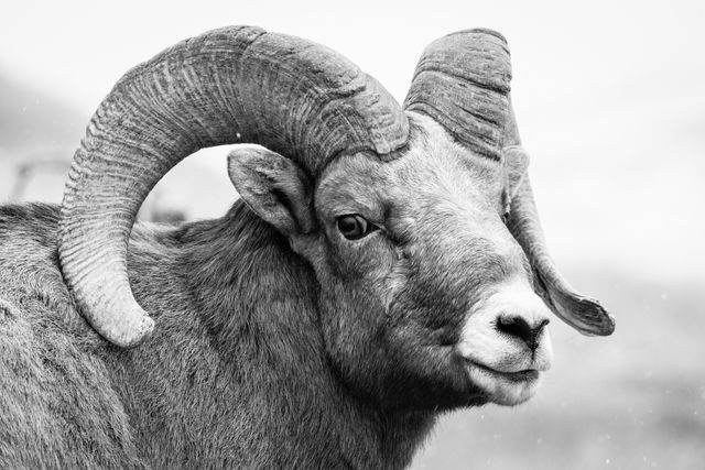 A close-up portrait of a bighorn ram, looking towards the camera.