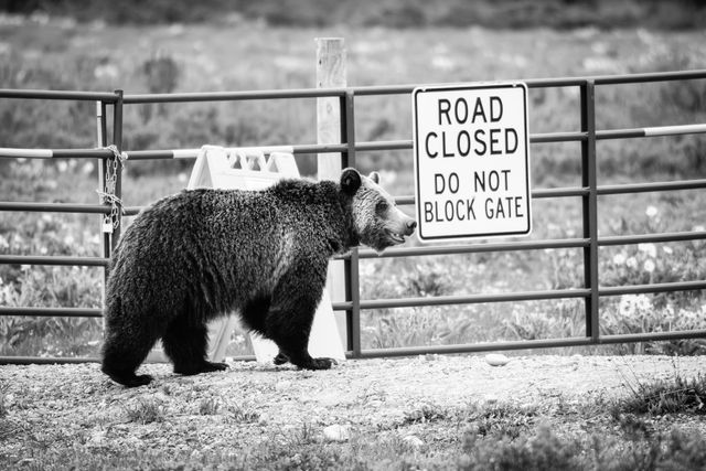 A grizzly sow walking across a dirt road, in front of a metal gate with a sign that reads "road closed, do not block gate."