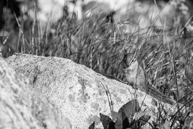 A chipmunk standing on a rock, holding its hands together.