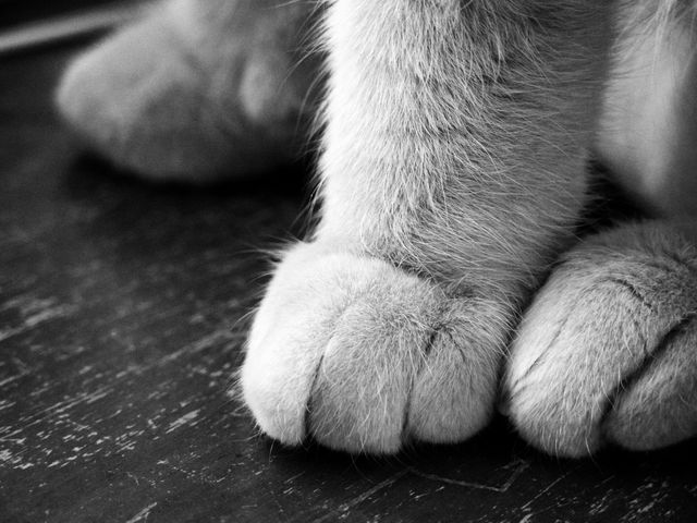 Toby's kitty feet.