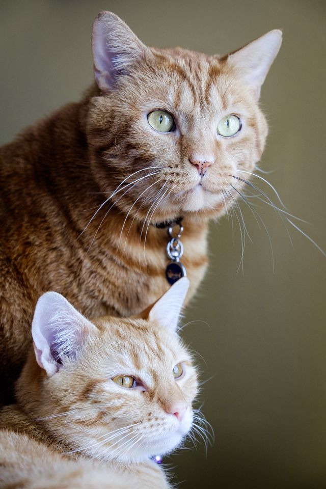 Rusty & Gus, looking super cute.