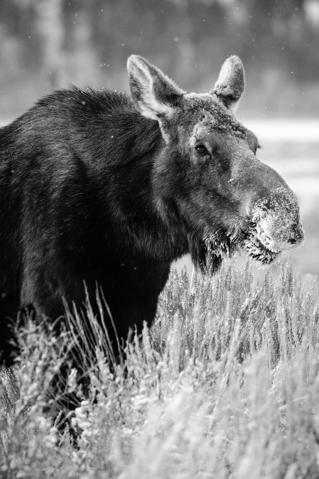 A cow moose standing among the sagebrush. Her muzzle is covered in snow.