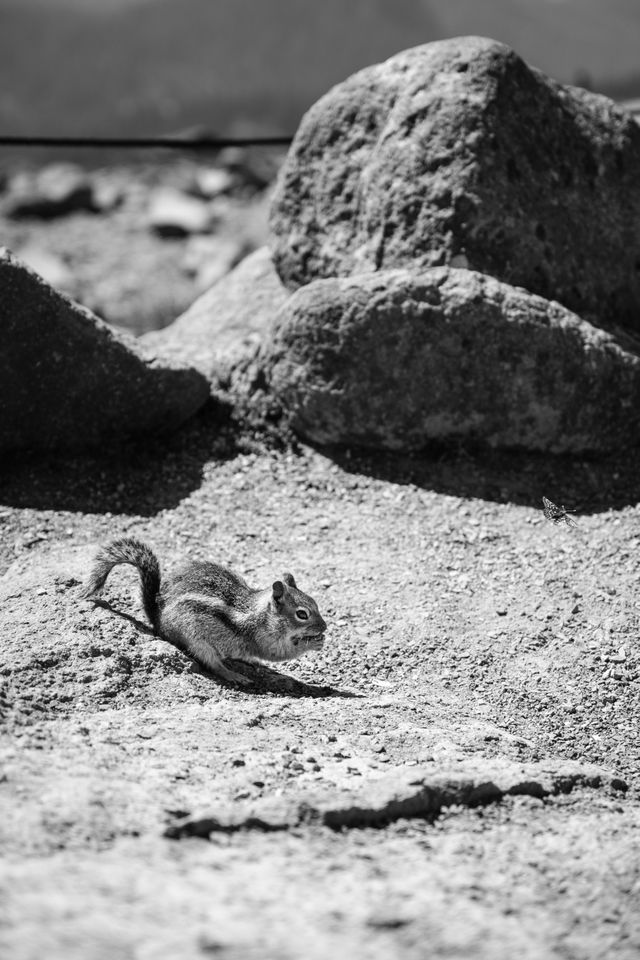 A golden-mantled squirrel eating a snack dropped by a tourist at Panorama Point on Mount Rainier National Park.