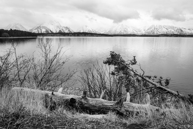 A log covered in snow, with Jackson Lake and the Tetons in the background.