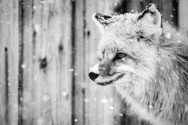 A close-up side portrait of a fox walking in a snowstorm, with its fur, and in particular its nose and ears, covered in snow. In the background, an out of focus wooden fence.