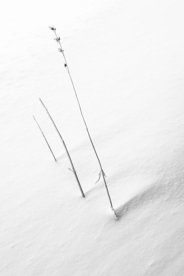 Three stems of penstemon buried in snow.