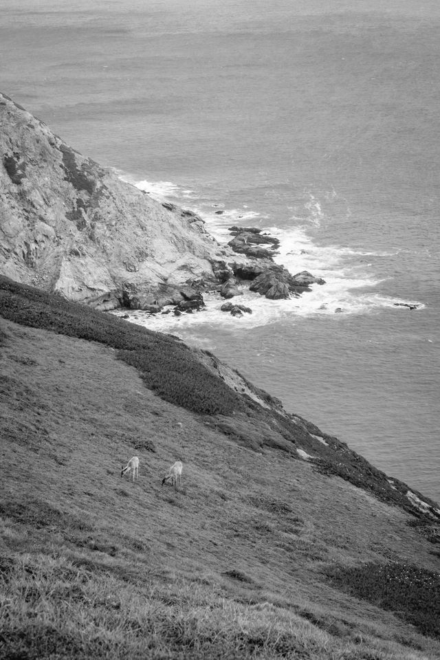 Deer grazing near the Point Reyes Lighthouse.