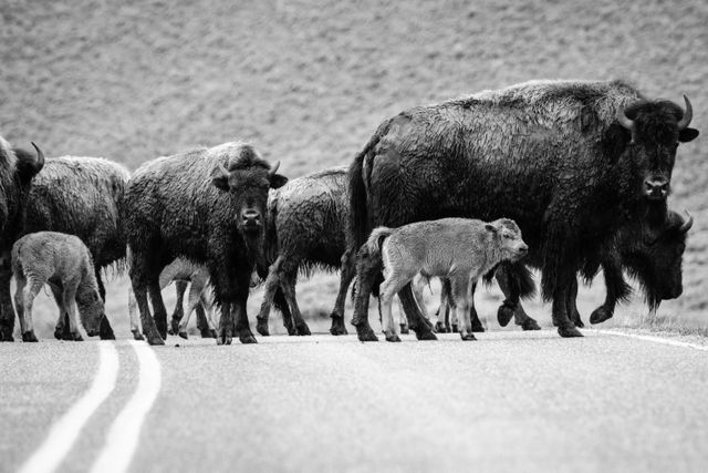 A large group of bison and red dogs crossing the road in the Lamar Valley.