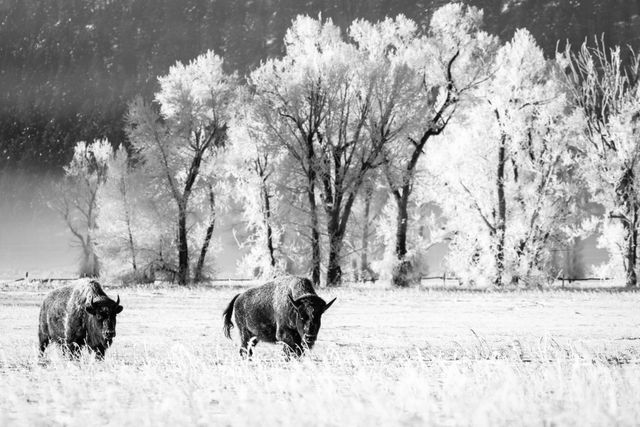 Two bison running on a snow-covered field. In the background, hoarfrost-covered trees.