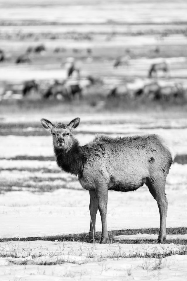 A young elk, looking cute and fluffy at the National Elk Refuge in Wyoming.