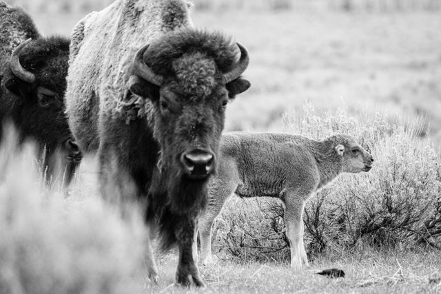 A red dog standing next to two adult bison.