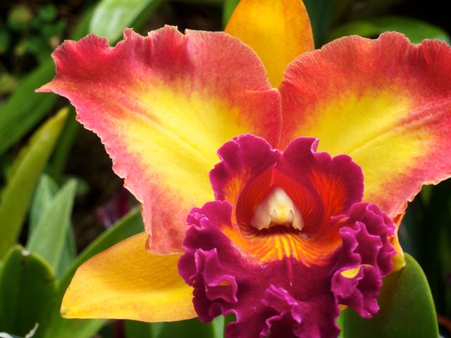 An orchid, at the Phipps Conservatory & Botanical Gardens, in Pittsburgh.