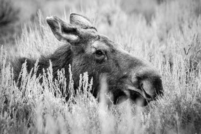 A portrait of a cow moose lying down among the sagebrush.