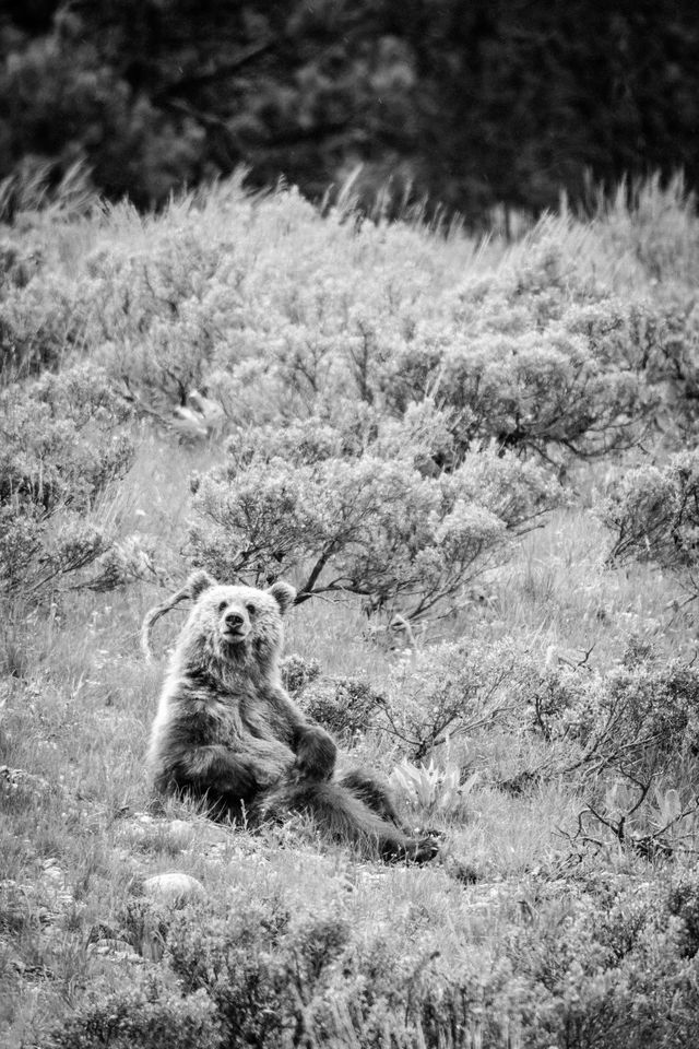 One of Grizzly 610's yearling cubs, sitting in a field of sagebrush, looking at the camera while scratching its belly.