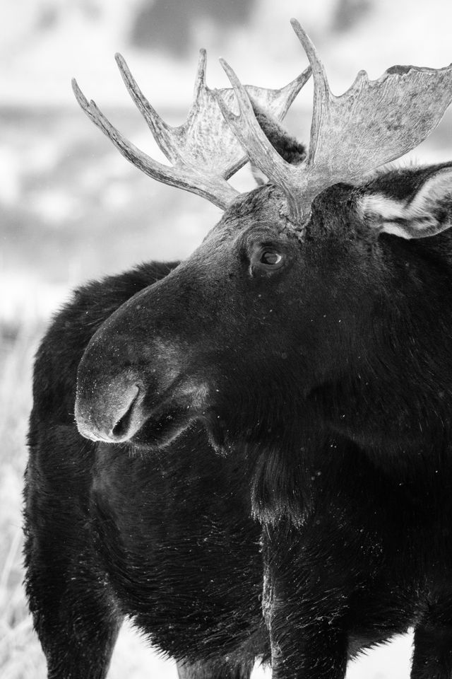 A bull moose looking to his side at Antelope Flats.