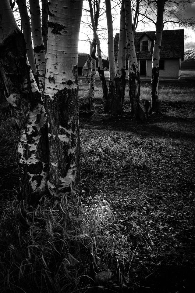 Detail of aspen trees in late fall at Mormon Row. In the background, the sun sets behind the Pink House.