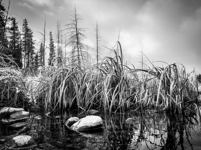 A close up of reeds, rocks, and the waters of Sawmill Ponds in Grand Teton National Park. In the background, bare trees under a cloudy sky.