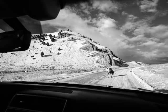 The view from the passenger seat of our car while a bighorn sheep ram blocks the road, at the National Elk Refuge, Wyoming.