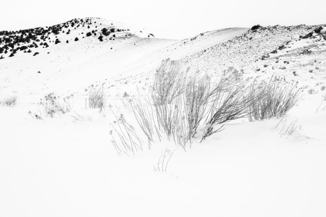 Sagebrush, partially covered in snow, at the National Elk Refuge. In the background, Millers Butte.