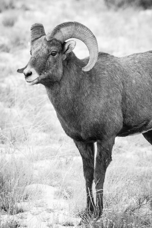 A bighorn ram standing in the snow.