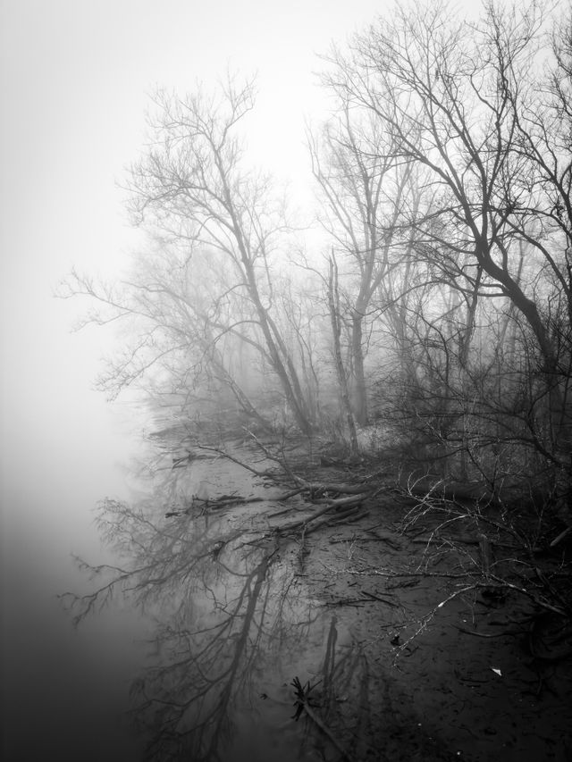 Bare trees reflected on the waters on the shore of Theodore Roosevelt Island, shrouded in fog.