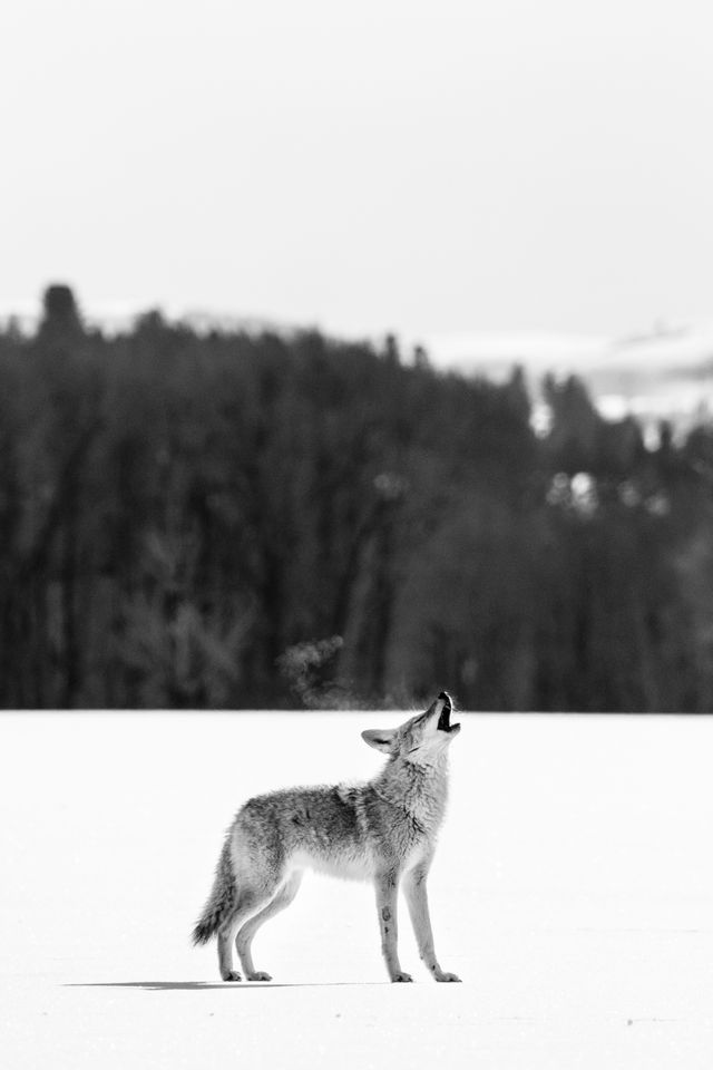 A coyote howling in the snow next to Antelope Flats Road.