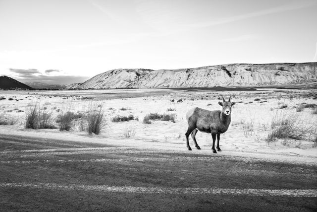 A bighorn sheep ewe standing on the side of the road at the National Elk Refuge, with Jackson and the East Gros Ventre Butte in the background.