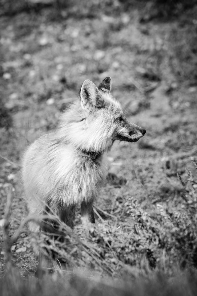 A red fox standing among the sage brush.