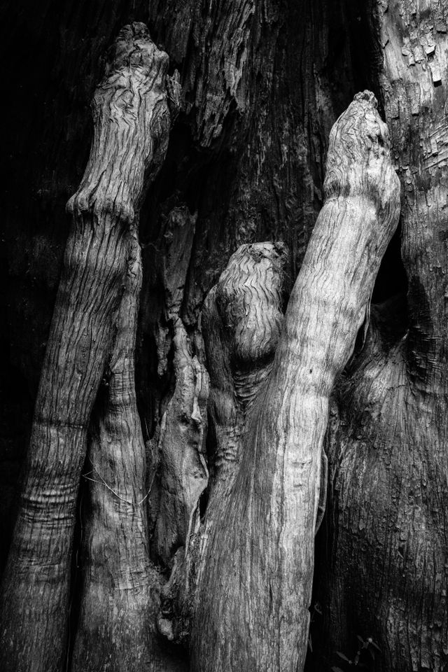 A close-up detail of the bark in the knotted buttresses of the trunk of a bald cypress tree.