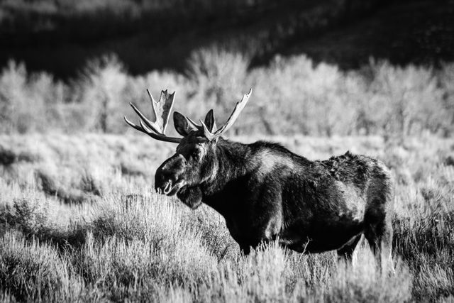 A bull moose standing in sagebrush, seen from his left side.