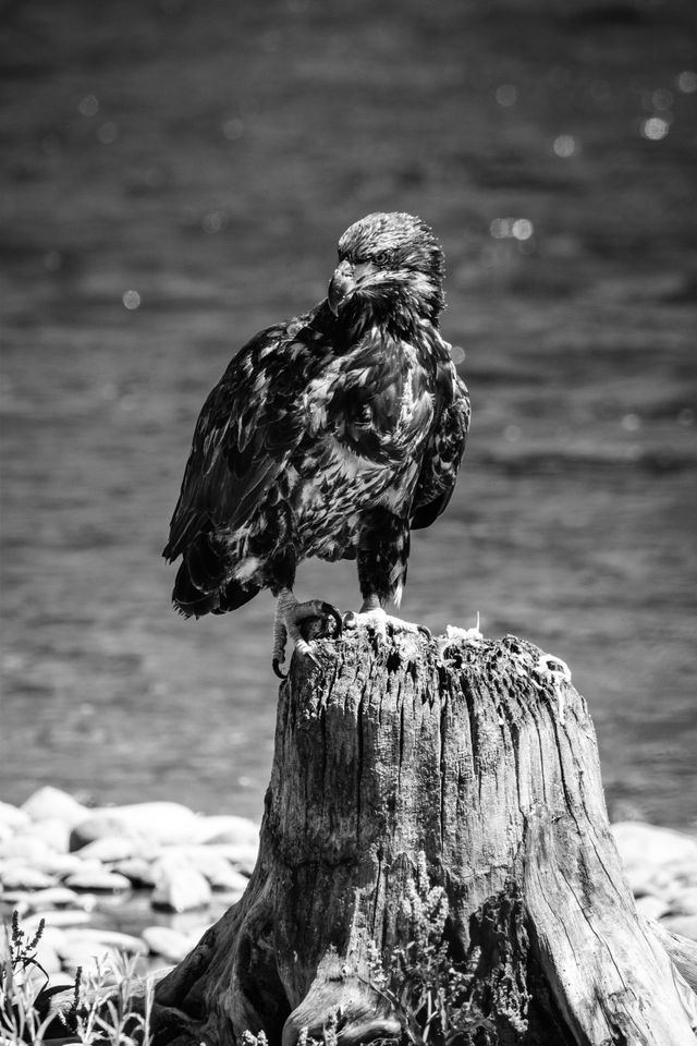 A juvenile bald eagle perched on a tree stump. In the background, the Snake River.