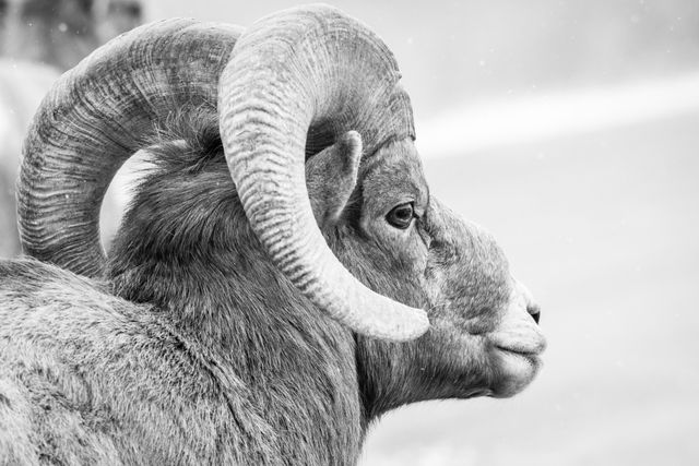 A close-up of a bighorn ram's face and horns, looking away from the camera.