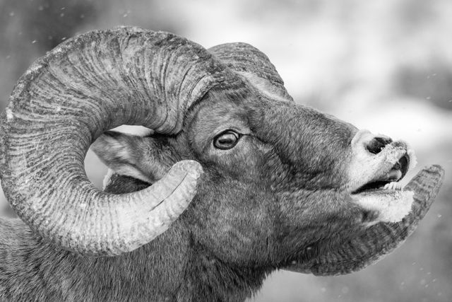 A close-up portrait of a bighorn ram, displaying its flehmen response.