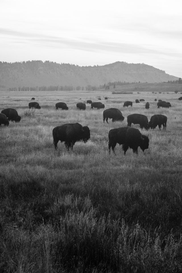 A large herd of bison seen at dawn, at Grand Teton National Park in Wyoming.