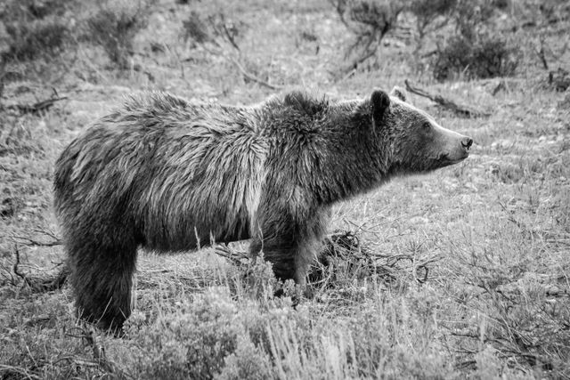 Side view of Grizzly 399. She's looking to the right, and her fur is a little wet.