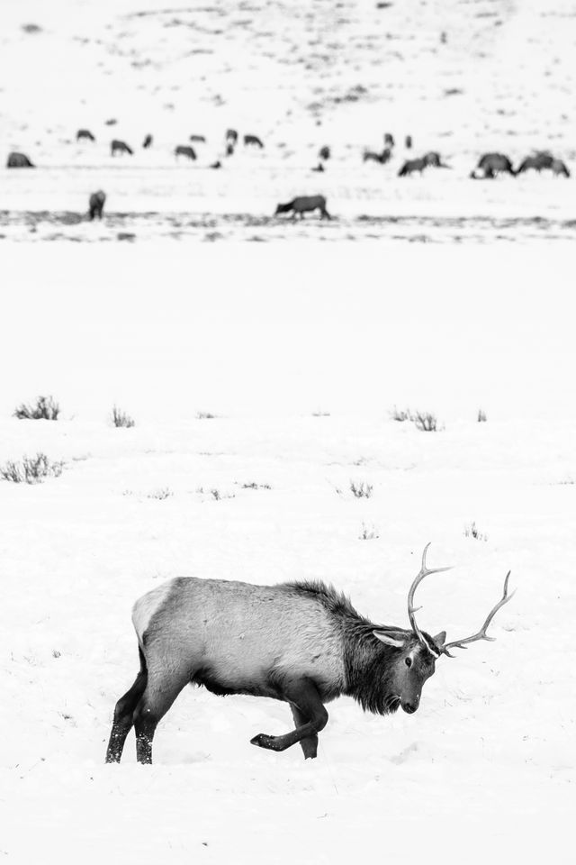 A bull elk digging through the snow in search of food at the National Elk Refuge.