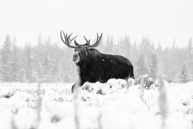 A bull moose walking through snow-covered sage brush during an early morning snowfall.