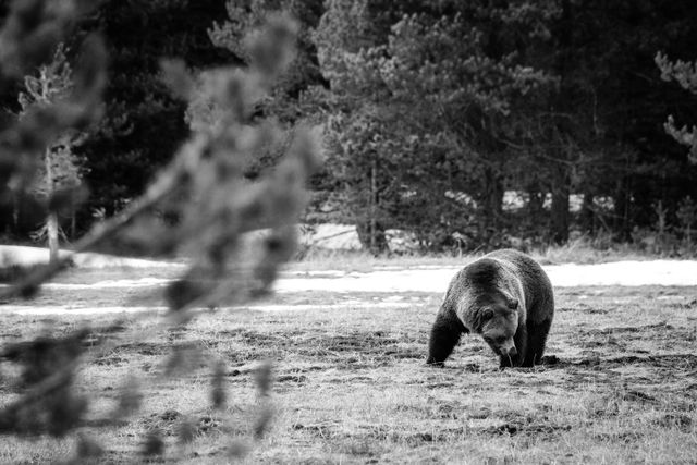 A grizzly bear digging for grubs on a field surrounded by trees.