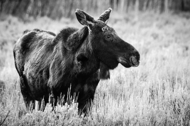 A young bull moose with very little antlers, standing in sagebrush. He has four porcupine quills stuck on his nose.