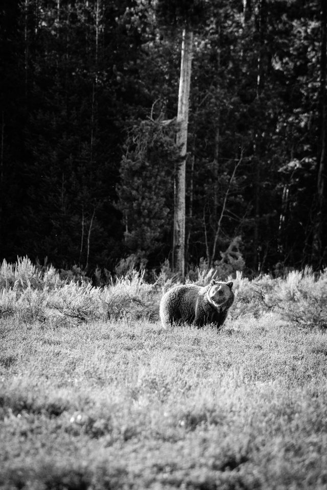 A grizzly bear standing in a field, looking to the left of the frame.