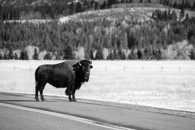 A bison staring at the camera while crossing the road near the Elk Flats Ranch turnout.