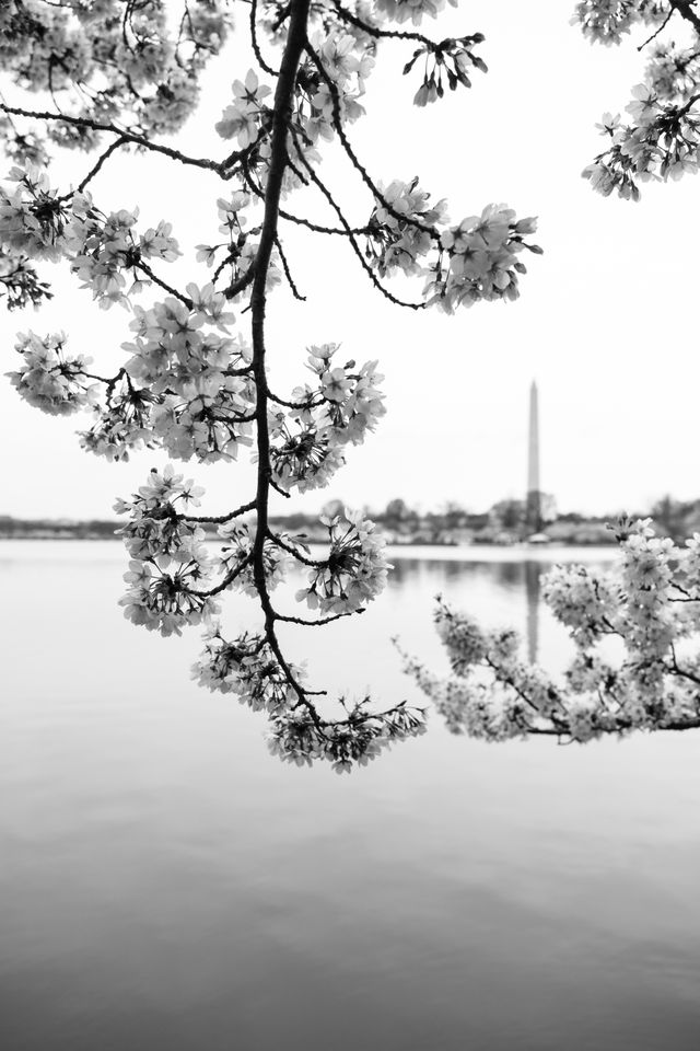 Cherry blossoms by the Tidal Basin, with the Washington Monument in the background.