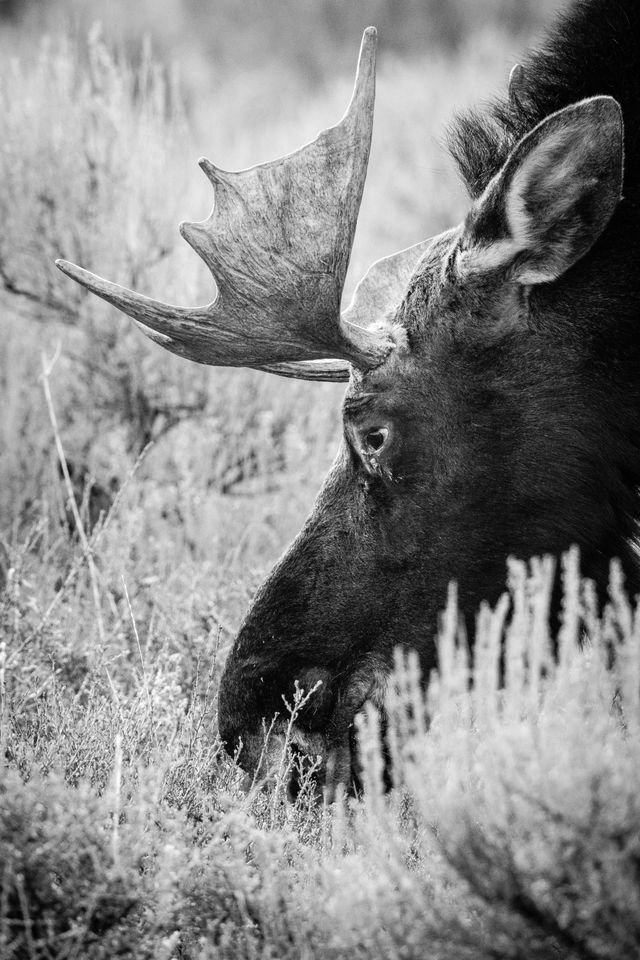 A close-up of a bull moose with small antlers, heads down browsing in the sagebrush.